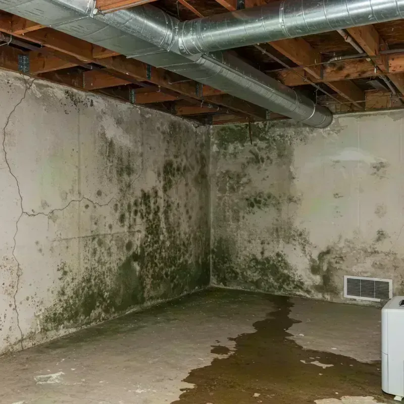 Professional Mold Removal in Romeoville, IL